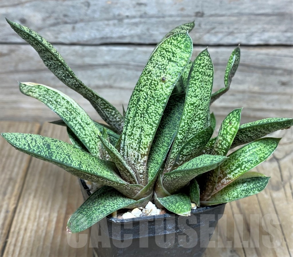 SHPR18459 Gasteria batesiana f. variegata - Image 2