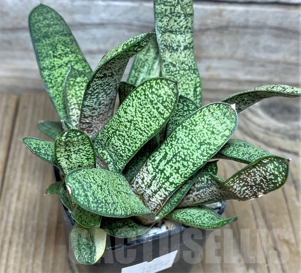 SHPR18459 Gasteria batesiana f. variegata