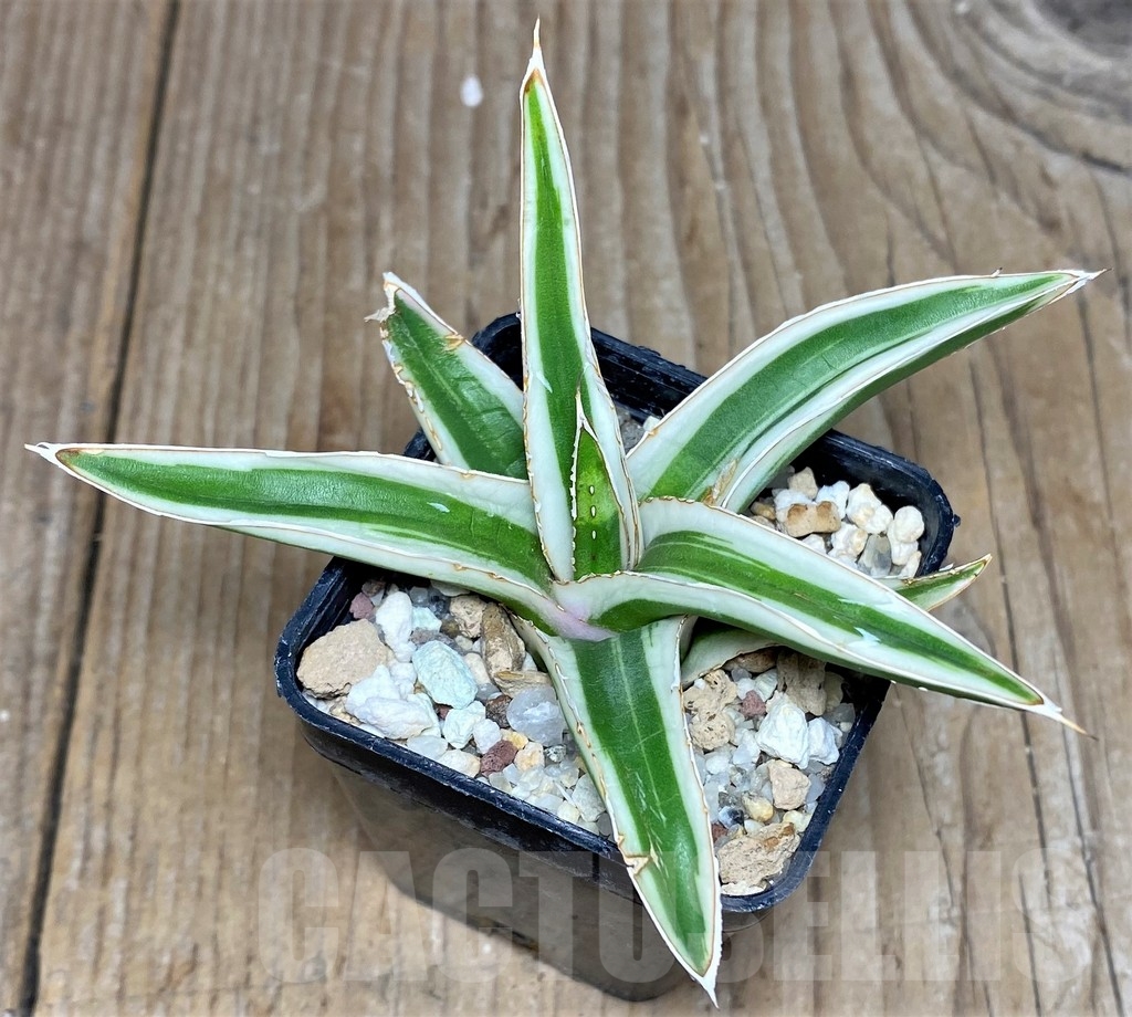 SHPR4594 Agave Victoria Reginae Albomarginata “White Rhino” - Image 3