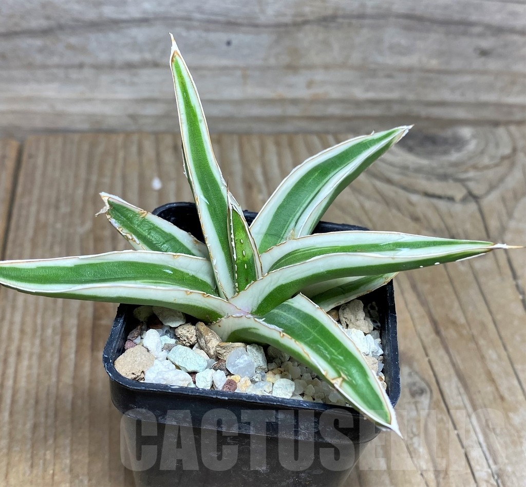 SHPR4594 Agave Victoria Reginae Albomarginata “White Rhino” - Image 2