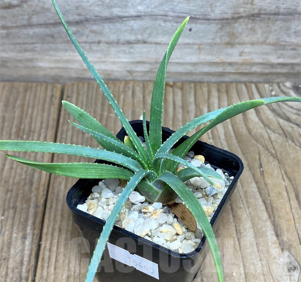 SHPR18460 Aloe bowiea - Image 2