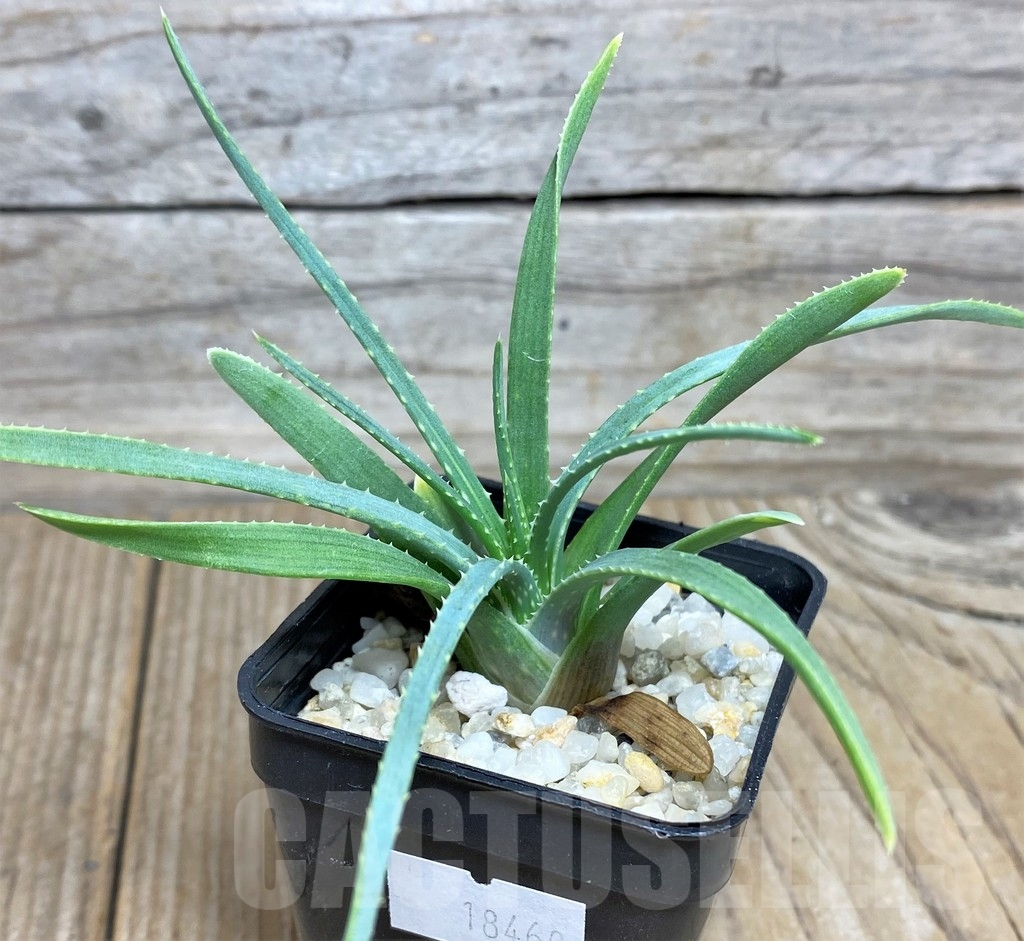SHPR18460 Aloe bowiea