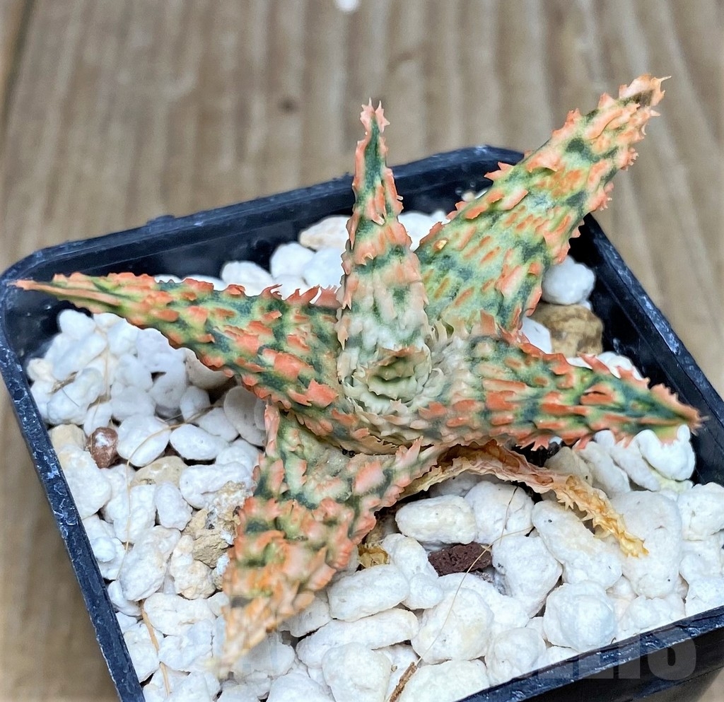 SHPR18461 Aloe hybrid - immagine 2