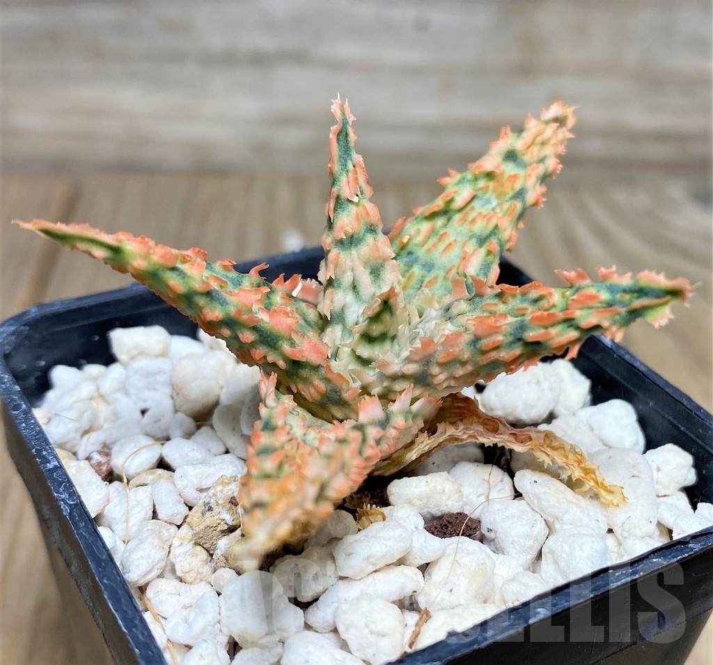 SHPR18461 Aloe hybrid