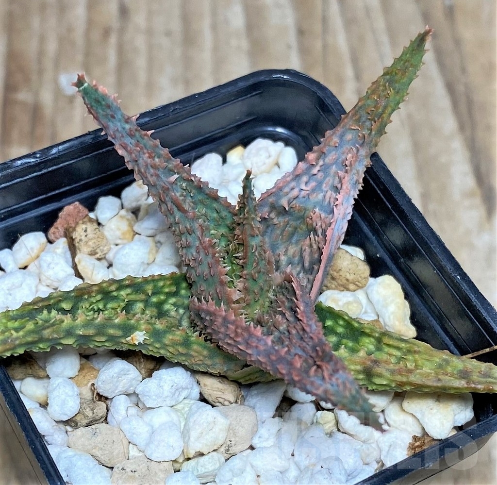 SHPR18462 Aloe hybrid