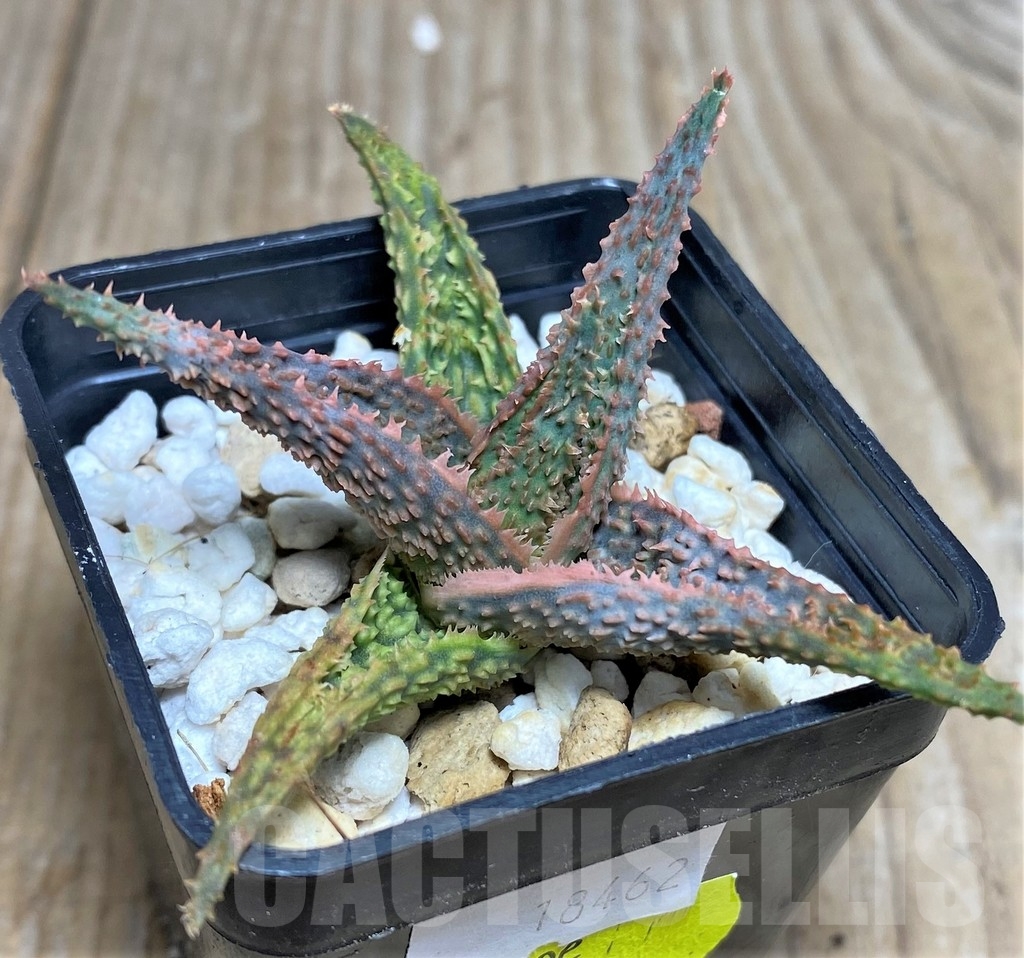 SHPR18462 Aloe hybrid - Image 2