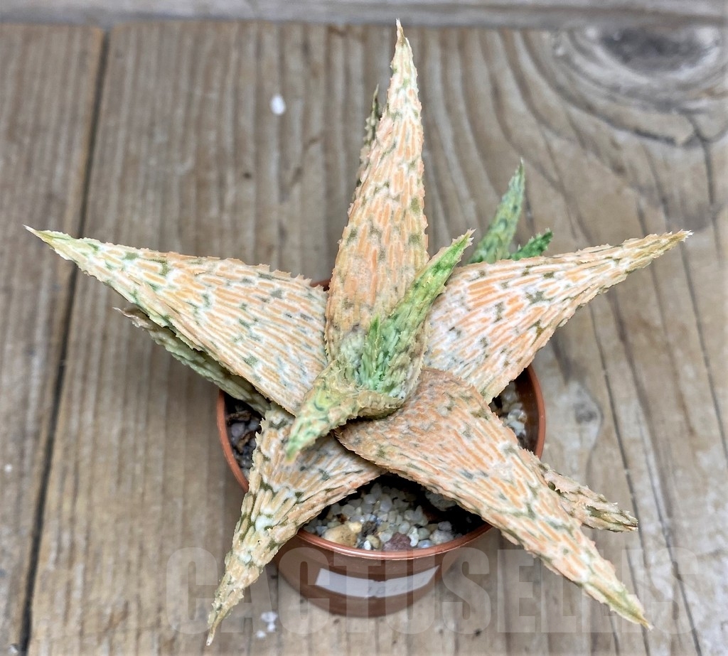 SHPR18463 Aloe hybrid - Зображення 3