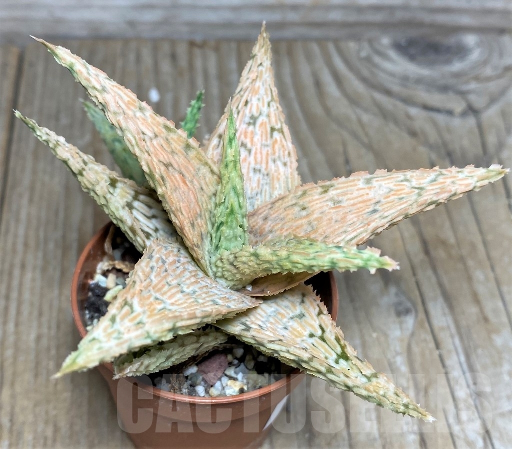 SHPR18463 Aloe hybrid - Зображення 2