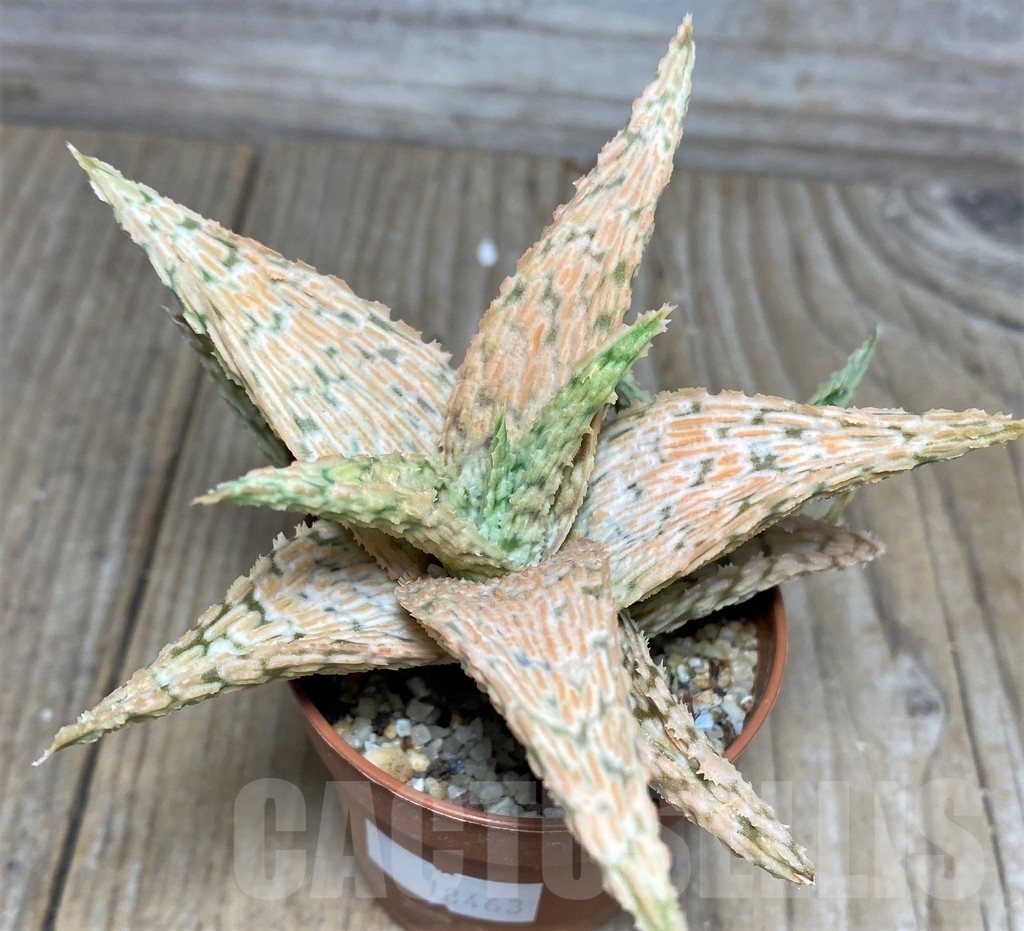 SHPR18463 Aloe hybrid