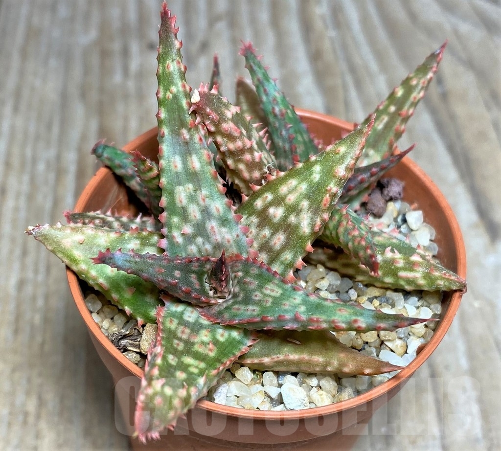 SHPR18464 Aloe 'Christmas Carol' x Castilloniae