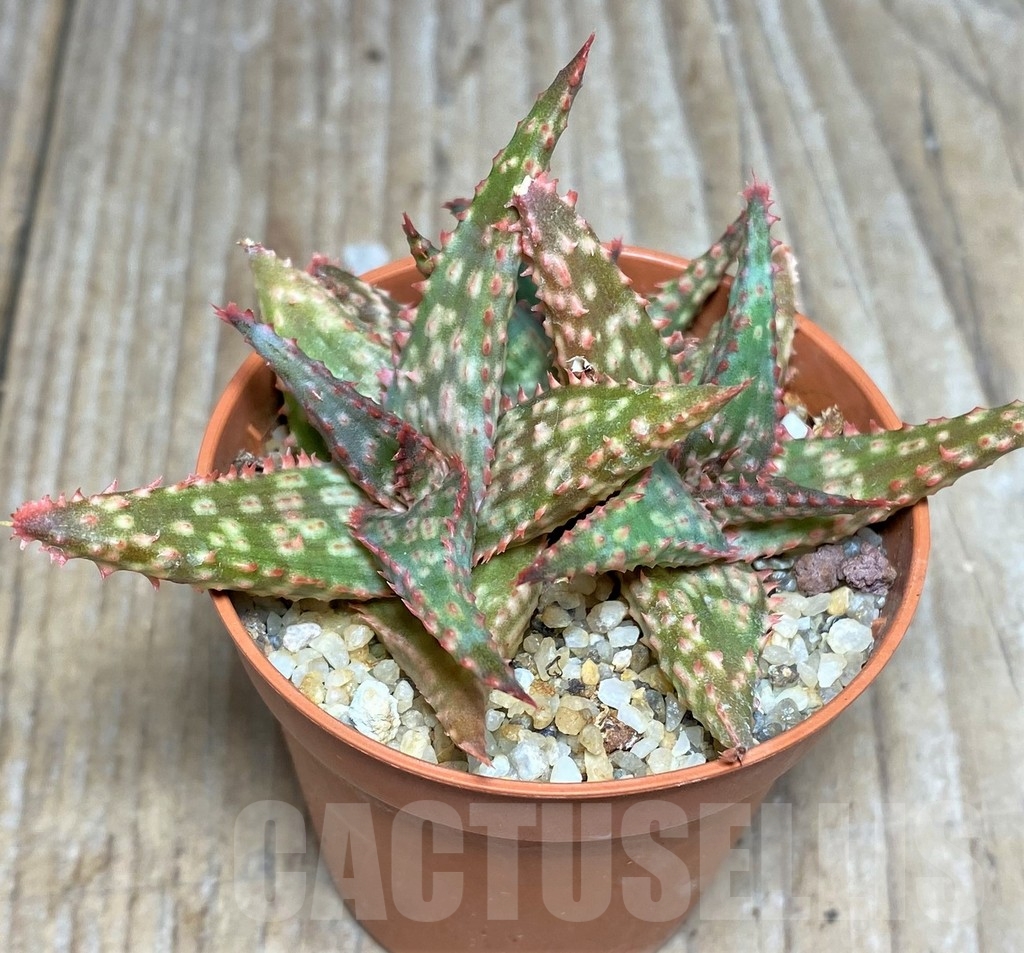 SHPR18464 Aloe 'Christmas Carol' x Castilloniae - Image 3