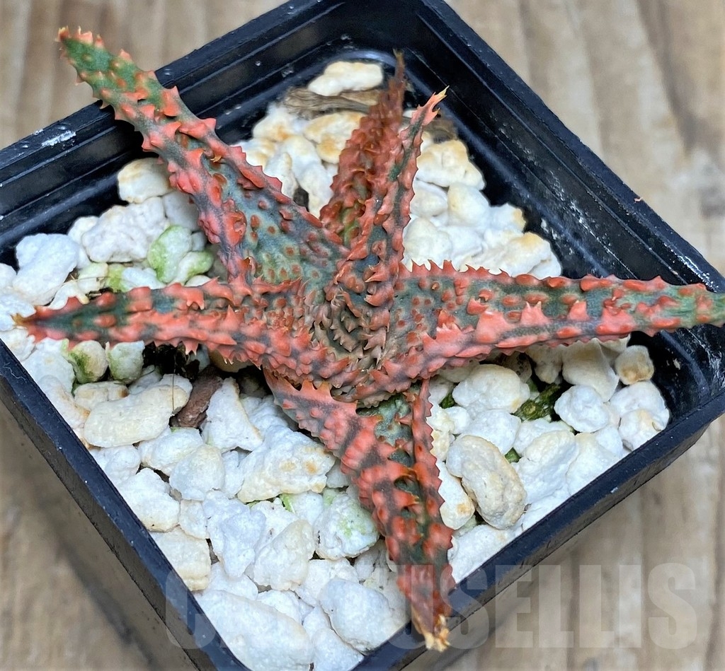 SHPR18465 Aloe hybrid – Bild 2