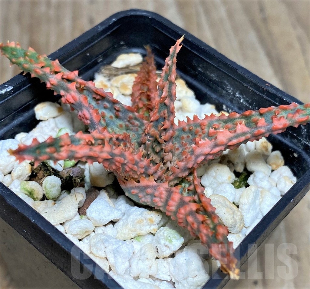 SHPR18465 Aloe hybrid