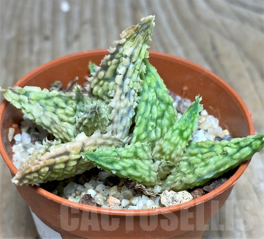 SHPR18466 Aloe hybrid – Bild 2