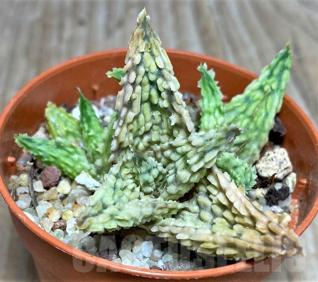 SHPR18466 Aloe hybrid