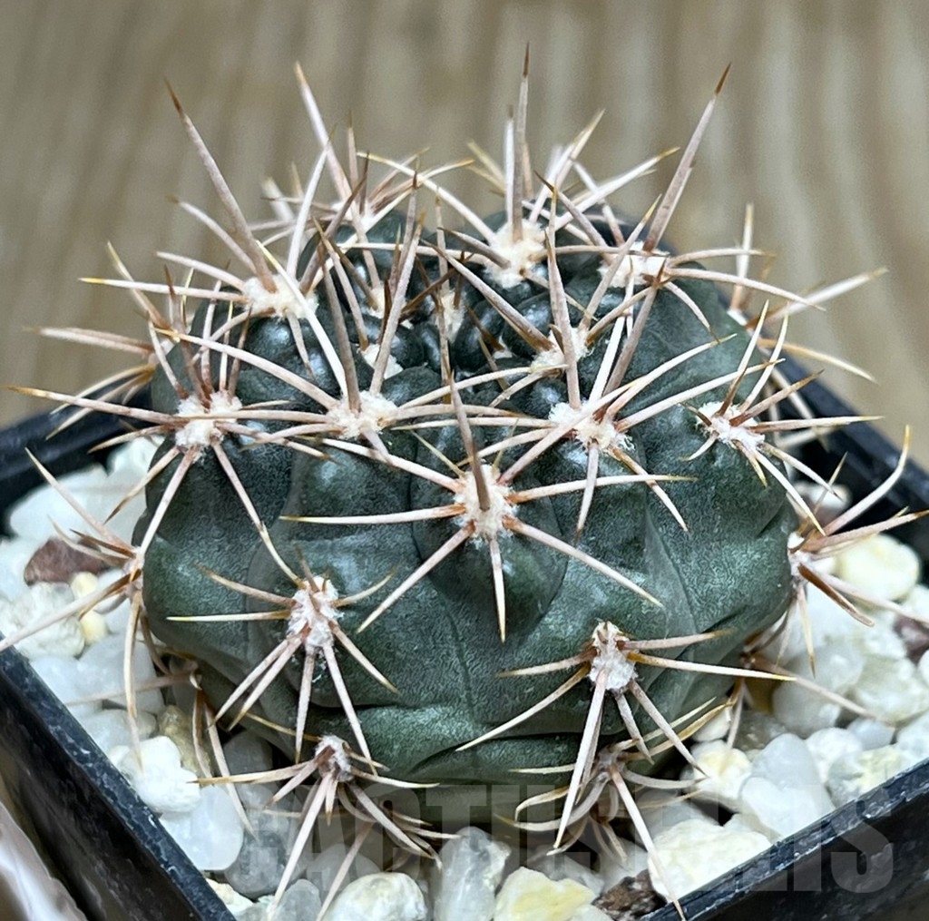 SHPR19065 Gymnocalycium neuhuberi VS 7, San Luis (Suyuque Nuevo), Argentina