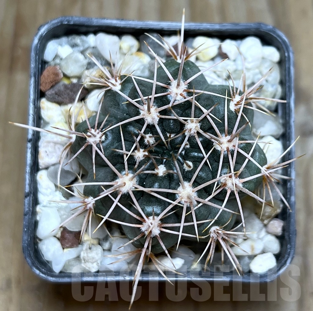 SHPR19065 Gymnocalycium neuhuberi VS 7, San Luis (Suyuque Nuevo), Argentina - Image 2