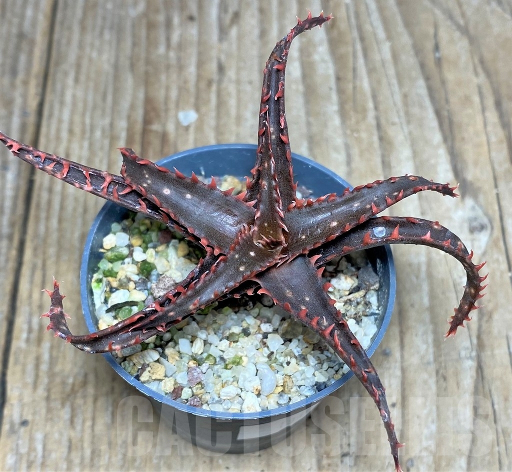 SHPR18467 Aloe hybrid - Зображення 2