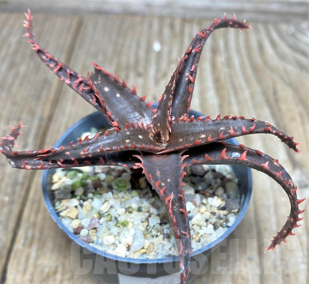 SHPR18467 Aloe hybrid