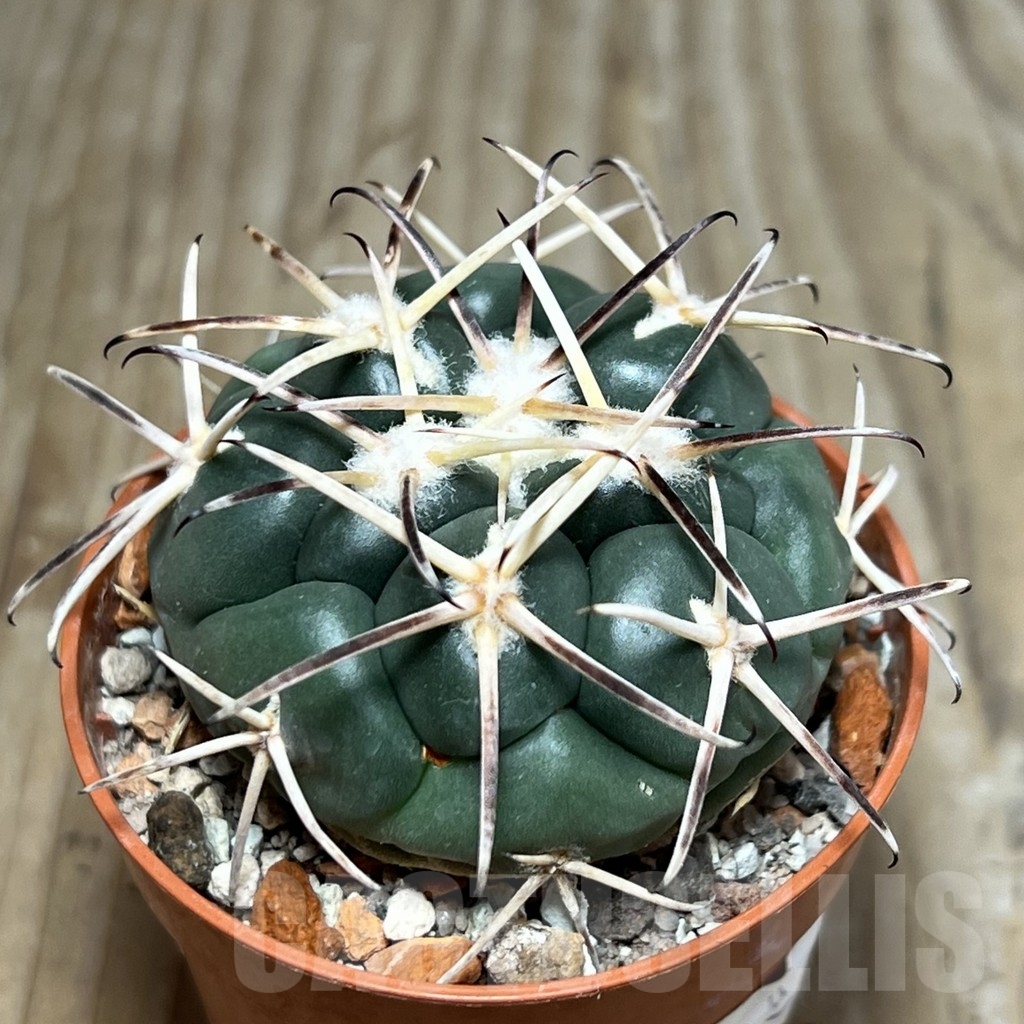 SHPR19066 Coryphantha poselgeriana, Escalon – Bild 2