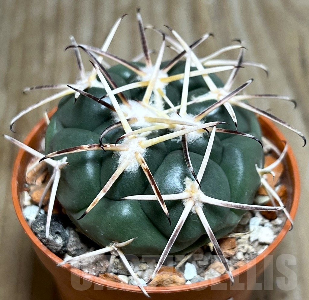 SHPR19066 Coryphantha poselgeriana, Escalon