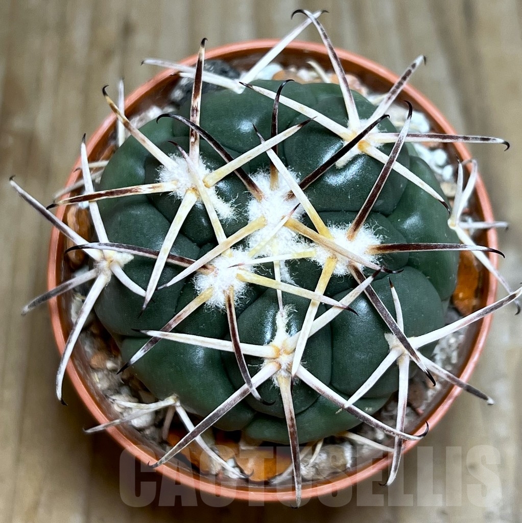 SHPR19066 Coryphantha poselgeriana, Escalon – Bild 3