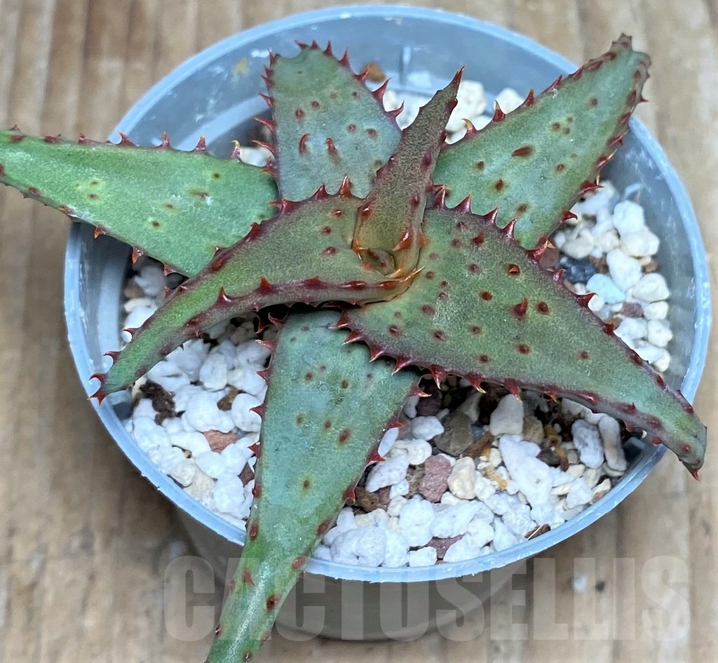 SHPR18468 Aloe castilloniae hybrid - Image 2