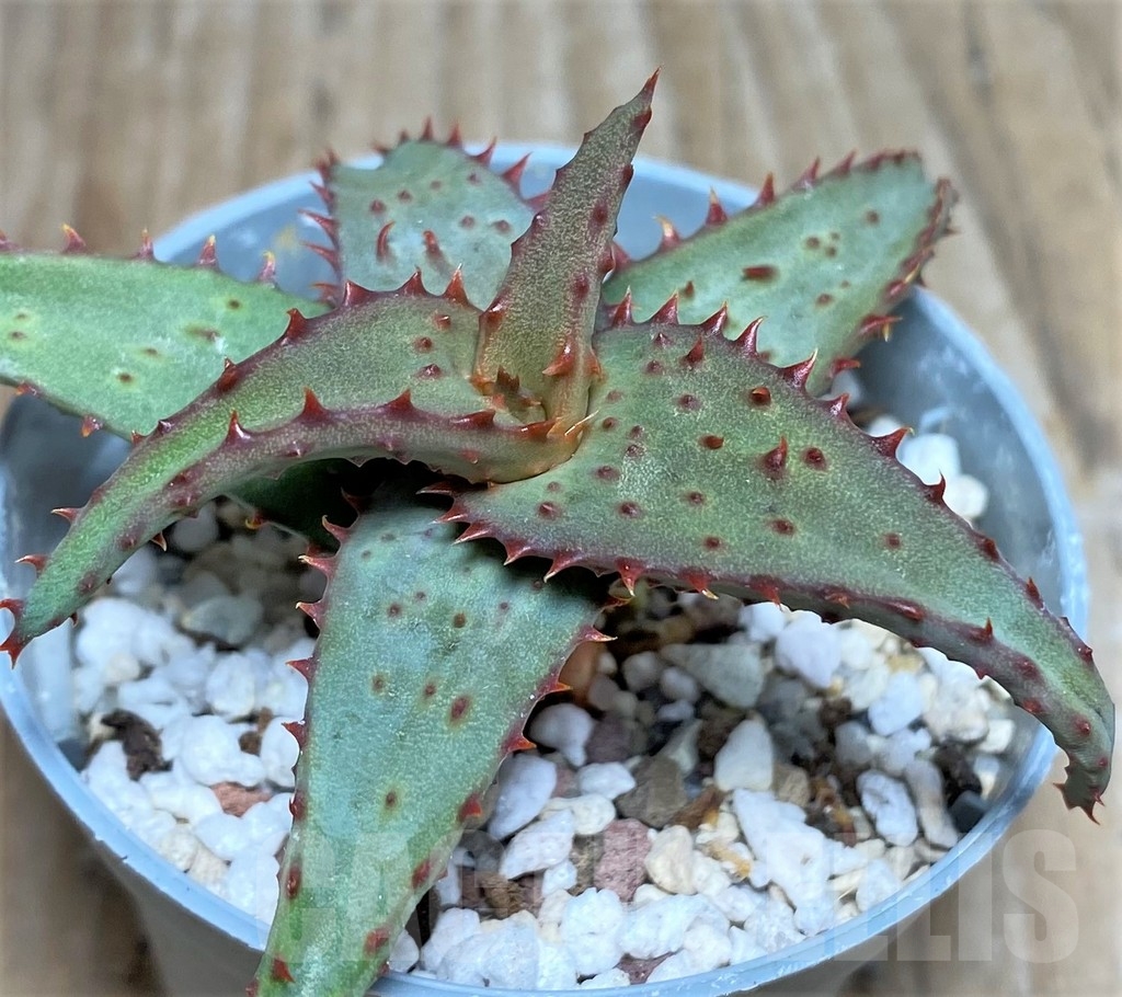 SHPR18468 Aloe castilloniae hybrid