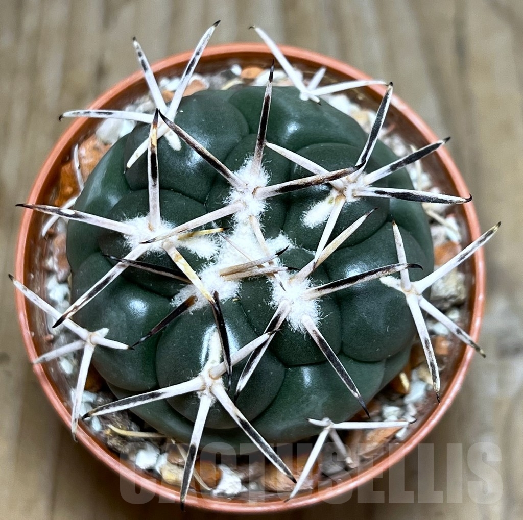 SHPR19067 Coryphantha poselgeriana, Escalon - Image 2