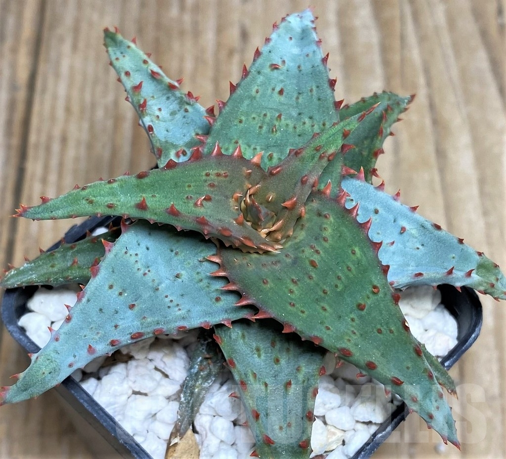 SHPR18469 Aloe castilloniae hybrid - Image 2