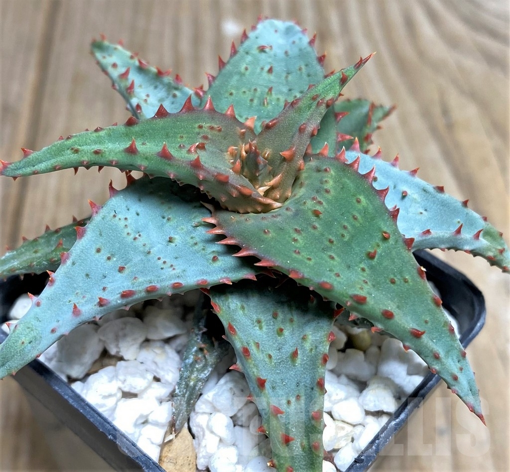 SHPR18469 Aloe castilloniae hybrid