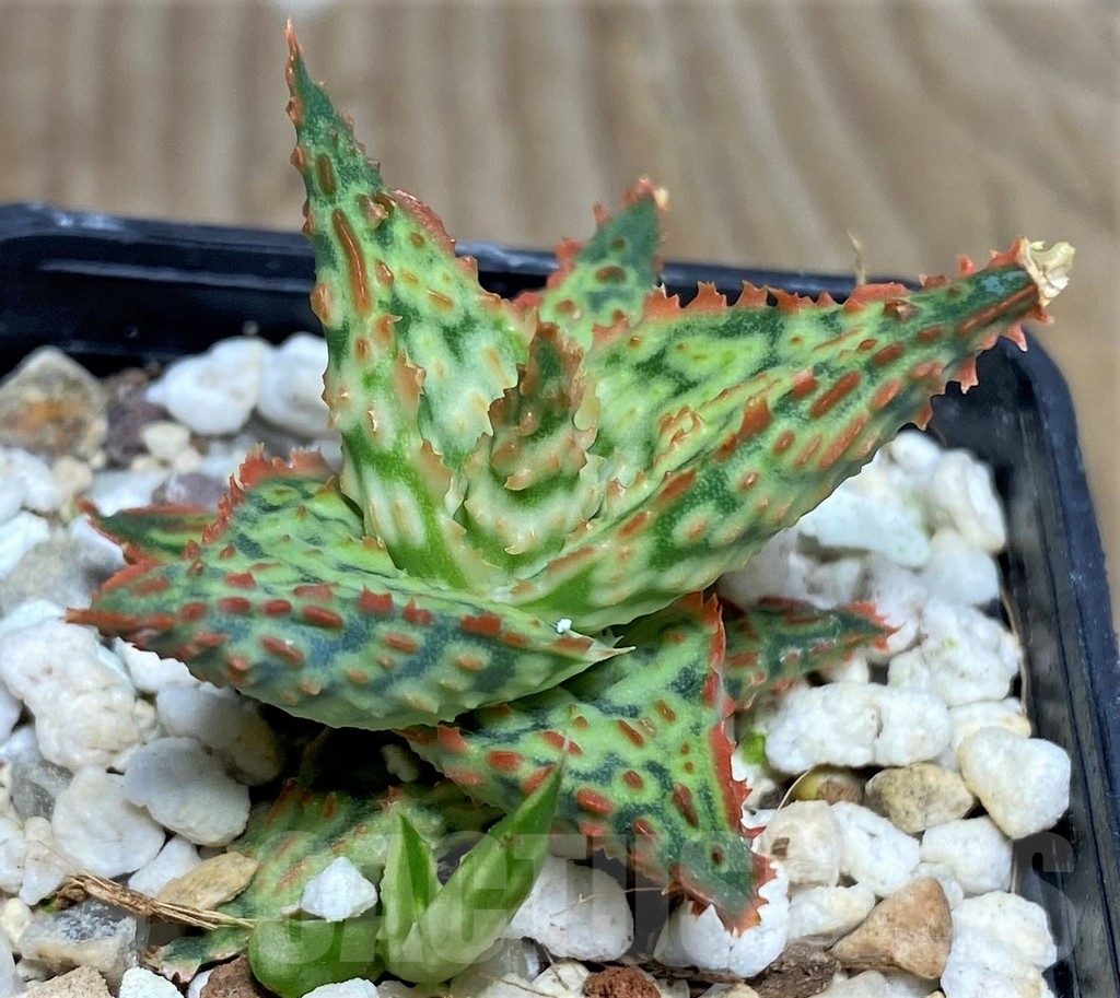 SHPR18470 Aloe hybrid