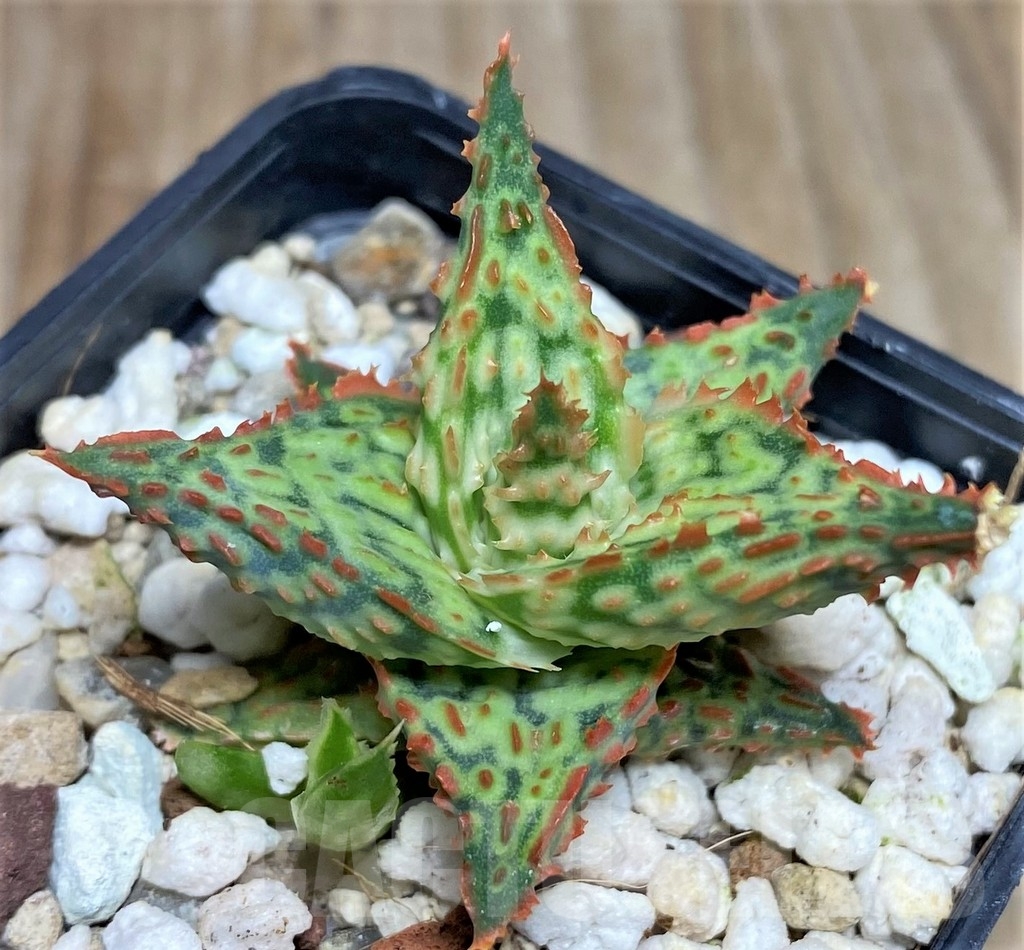 SHPR18470 Aloe hybrid - Image 2