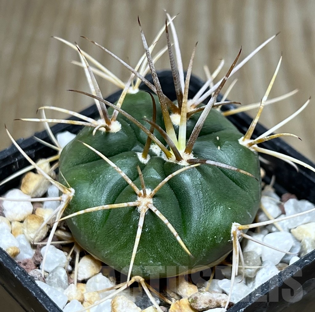 SHPR19070 Gymnocalycium eurypleurum, Cerro Leon, Paraguay