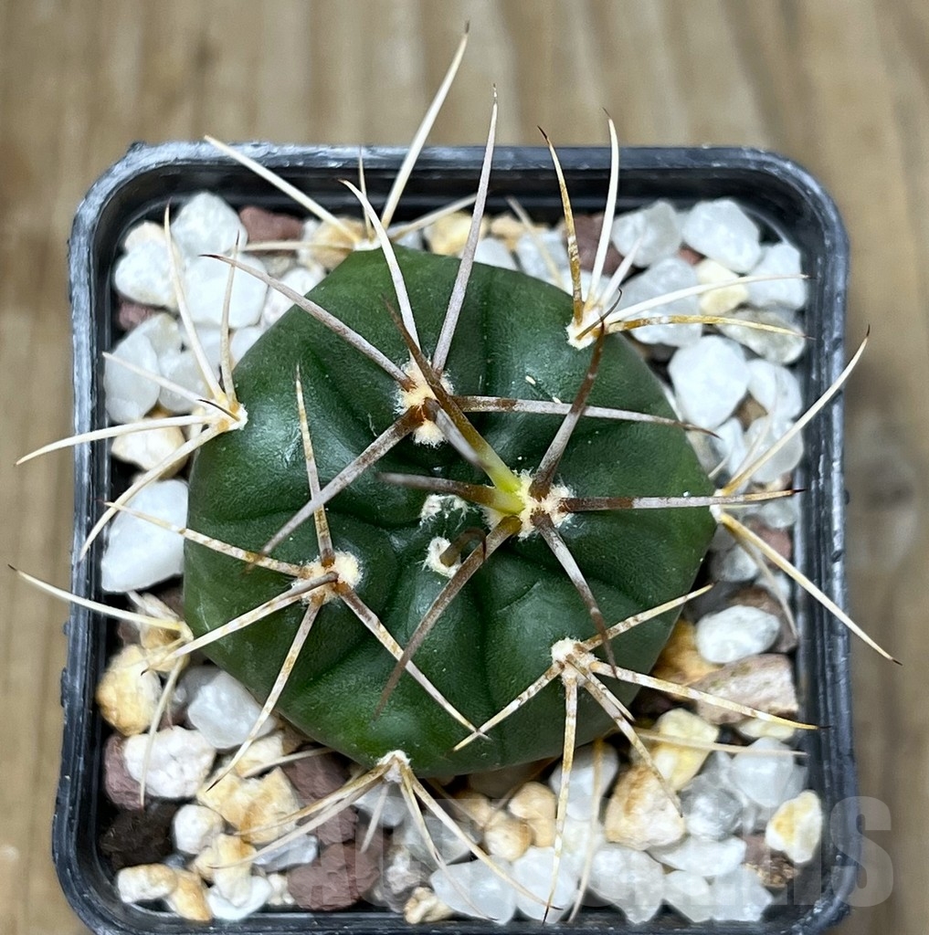 SHPR19070 Gymnocalycium eurypleurum, Cerro Leon, Paraguay - Image 2
