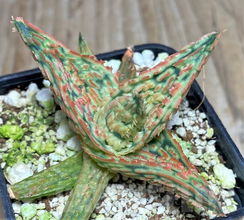 SHPR18472 Aloe TCT hybrid - Image 2