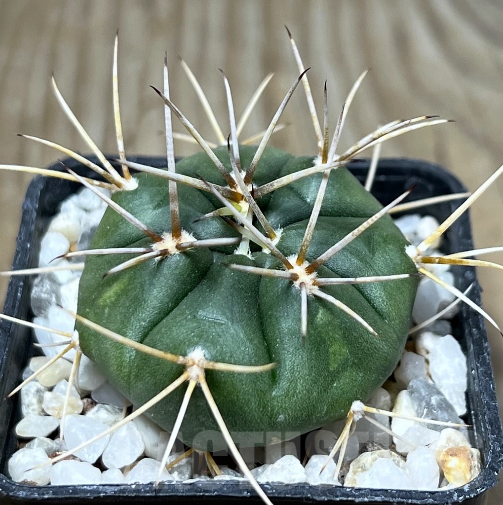 SHPR19071 Gymnocalycium eurypleurum, Cerro Leon, Paraguay