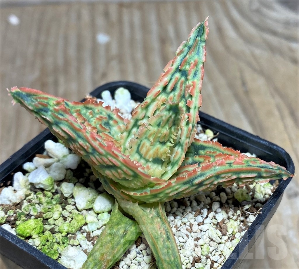 SHPR18472 Aloe TCT hybrid