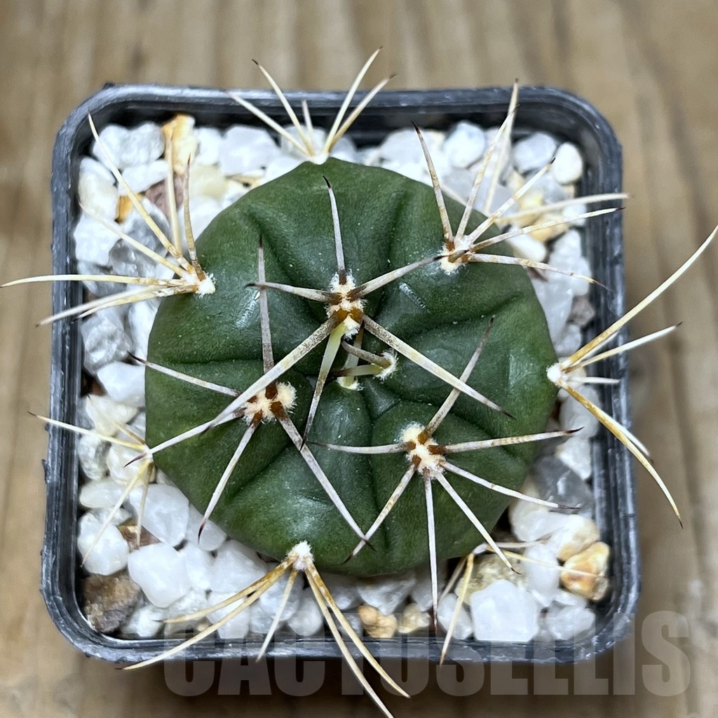 SHPR19071 Gymnocalycium eurypleurum, Cerro Leon, Paraguay - Image 2