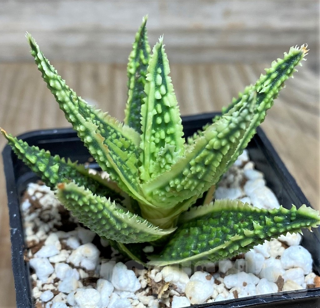 SHPR18473 Aloe TCT hybrid – Image 2