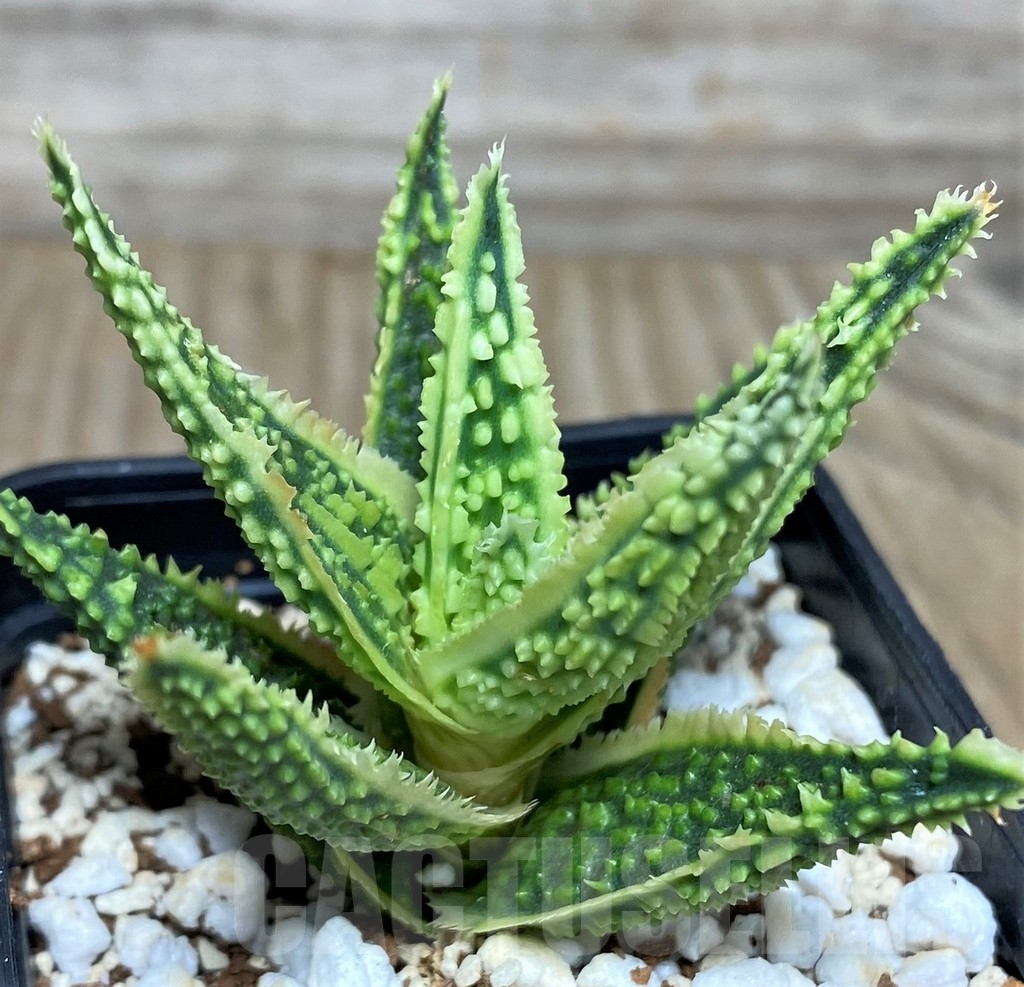 SHPR18473 Aloe TCT hybrid