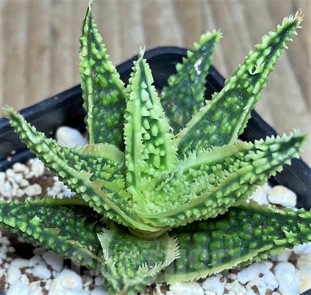 SHPR18473 Aloe TCT hybrid – Image 3