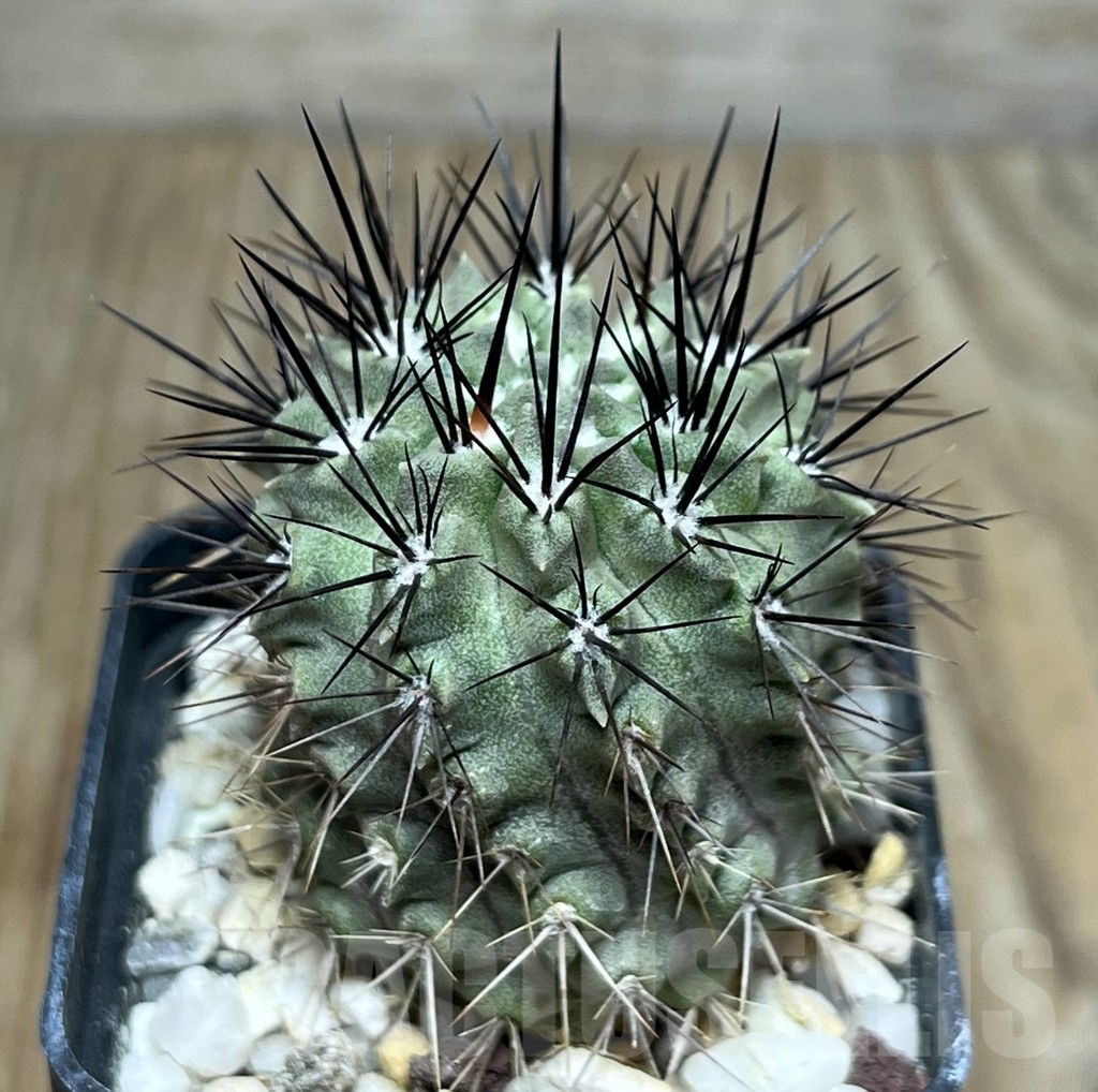 SHPR19073 Neoporteria eriocephala var. glaucescens