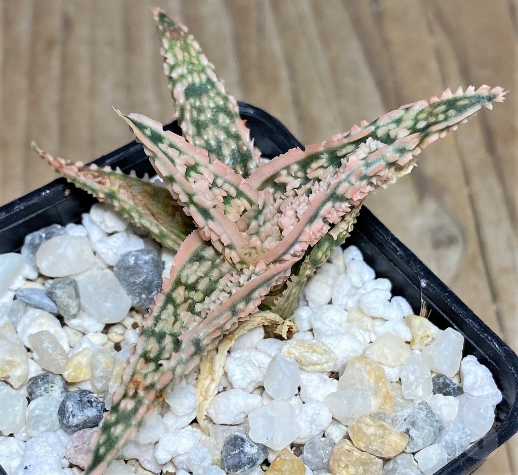 SHPR18474 Aloe TCT hybrid – Image 3