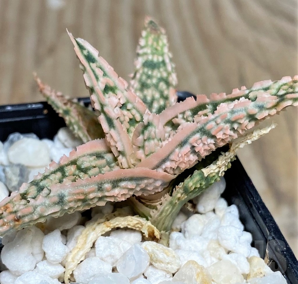SHPR18474 Aloe TCT hybrid