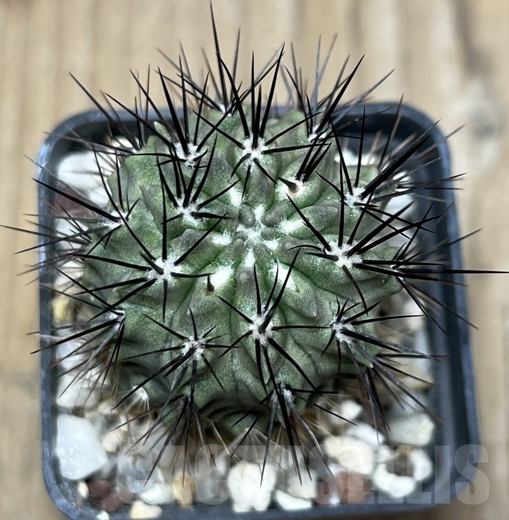 SHPR19073 Neoporteria eriocephala var. glaucescens - Image 2