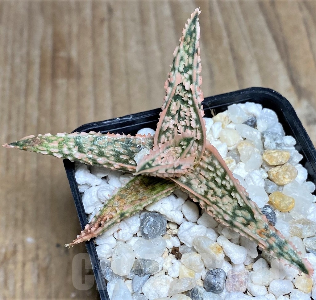 SHPR18474 Aloe TCT hybrid – Image 2