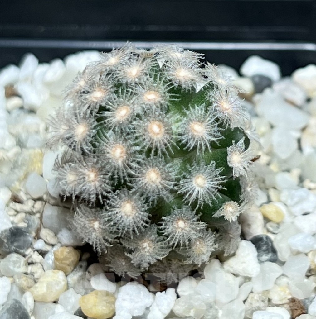 SHPR19076 Mammillaria theresae v. minima