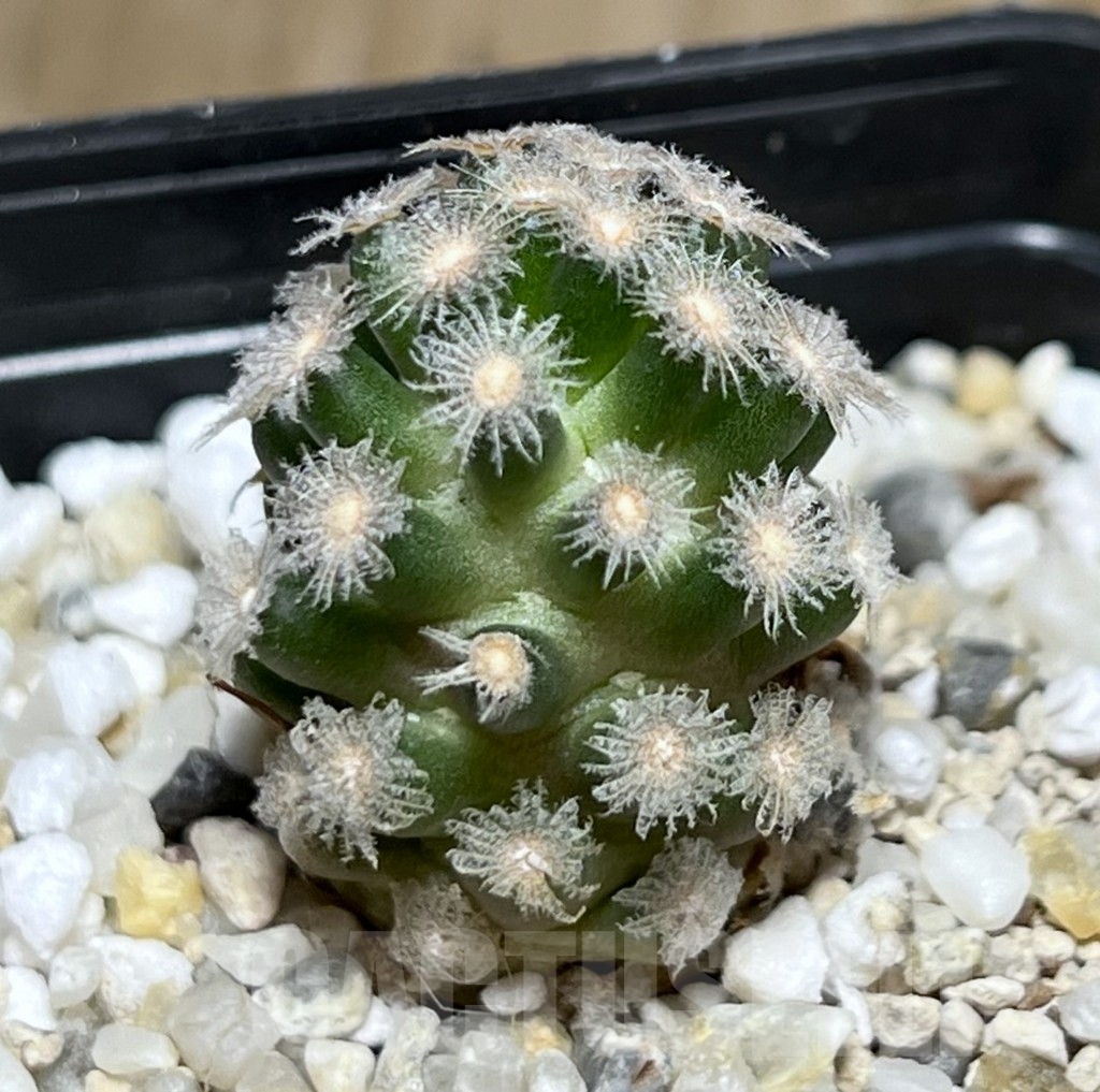 SHPR19076 Mammillaria theresae v. minima - Image 2