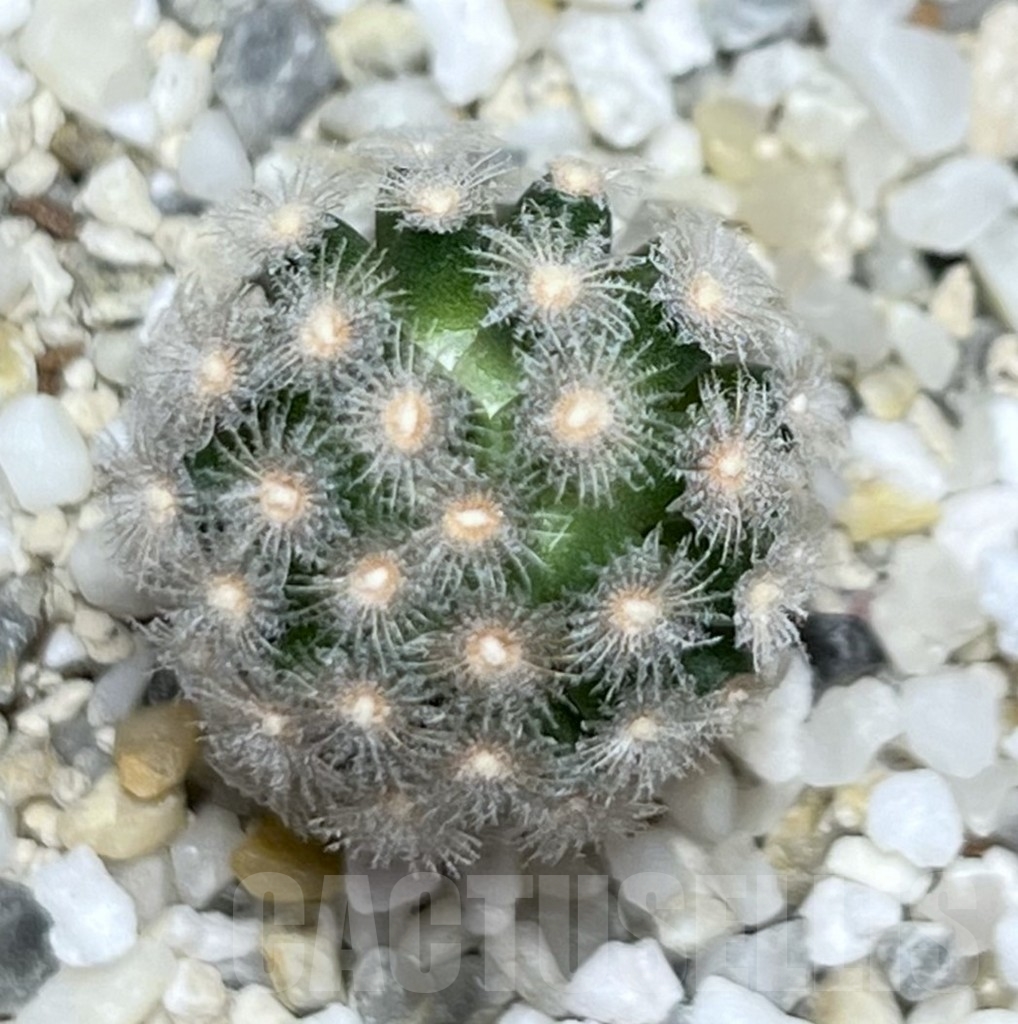 SHPR19076 Mammillaria theresae v. minima - Image 3